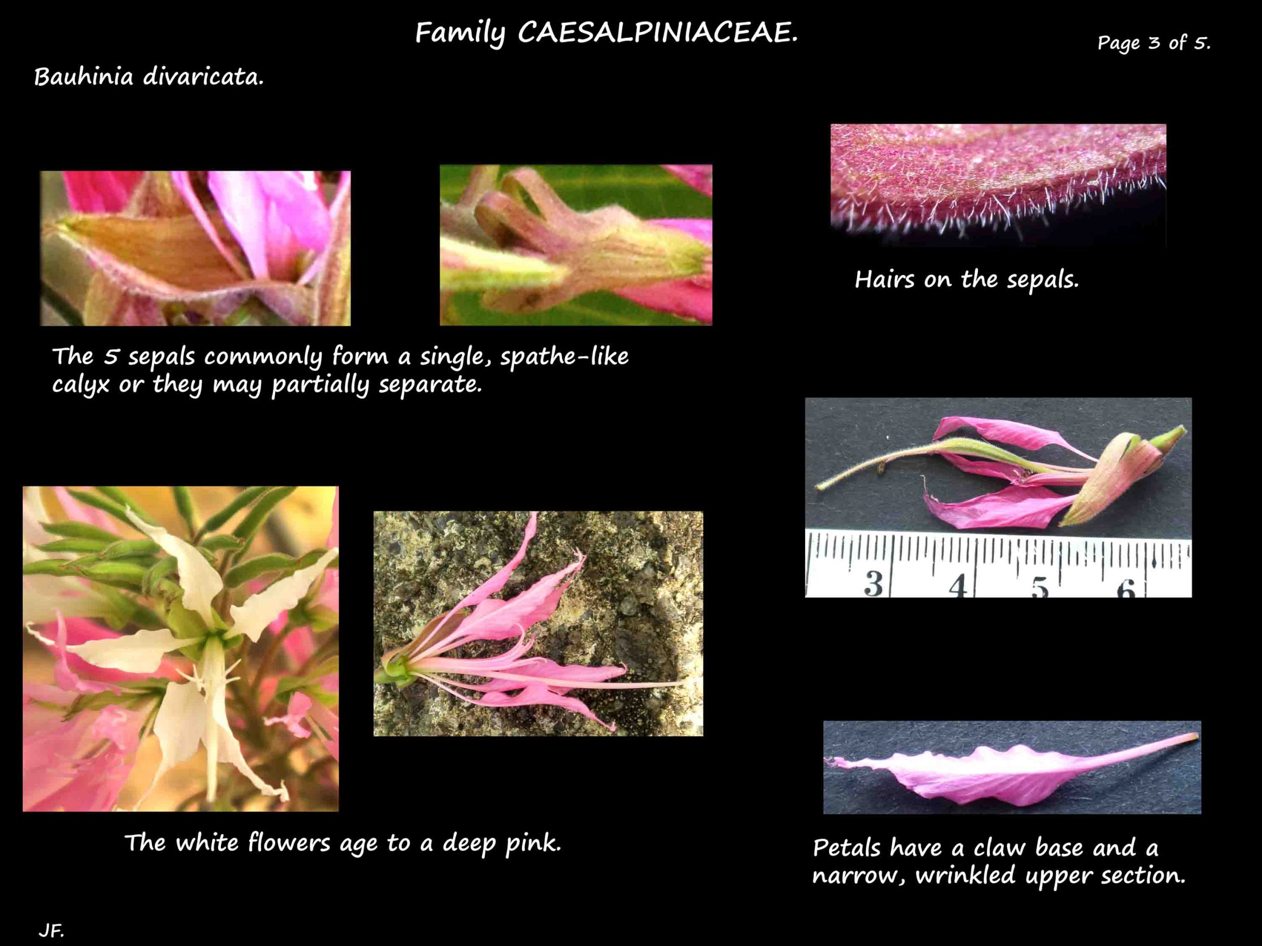 3 Bauhinia divaricata flowers